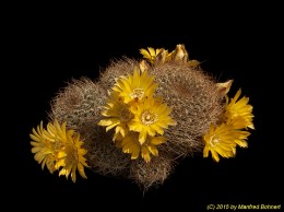 Sulcorebutia arenacea v. menesesii WR603 2233